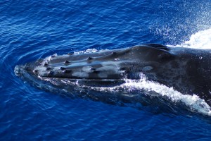 Head of a Humpback Whale