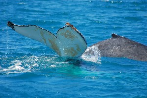Humpback whale (Photo: Sarah Marley)