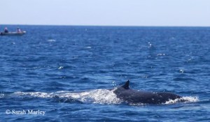 Pygmy blue whale and vessel; Geographe Bay, Western Australia
