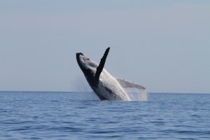 Humpback whale making some noise of its own (Photo: S. Marley)