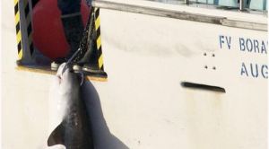 The survival rate of hooked undersized sharks is uncertain, with some sustaining large injuries