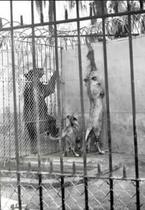 Previously, zoo conditions were often nothing better than animal pits (Photo: Tampa Bay Times)