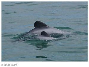 Maui's dolphin