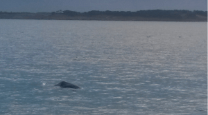 The head of the whale, photographed by Fay Page / Sea Watch Foundation