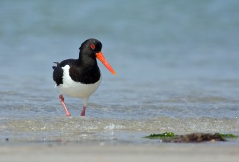 Eurasian-Oystercatcher