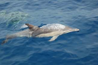 Photo 4 - Sarah Marley - Common dolphin